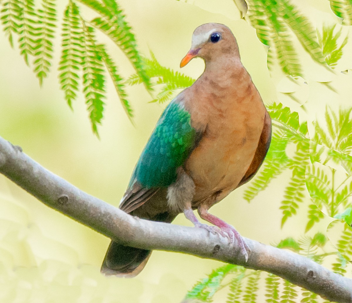 Asian Emerald Dove - Parmil Kumar