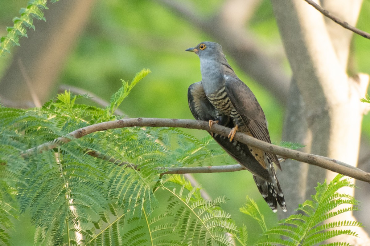 Common Cuckoo - Parmil Kumar