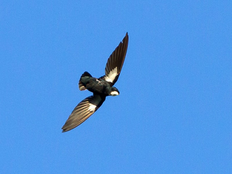 Philippine Spinetailed Swift - Frédéric PELSY