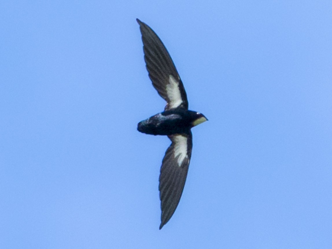 Philippine Spinetailed Swift - Louis Bevier