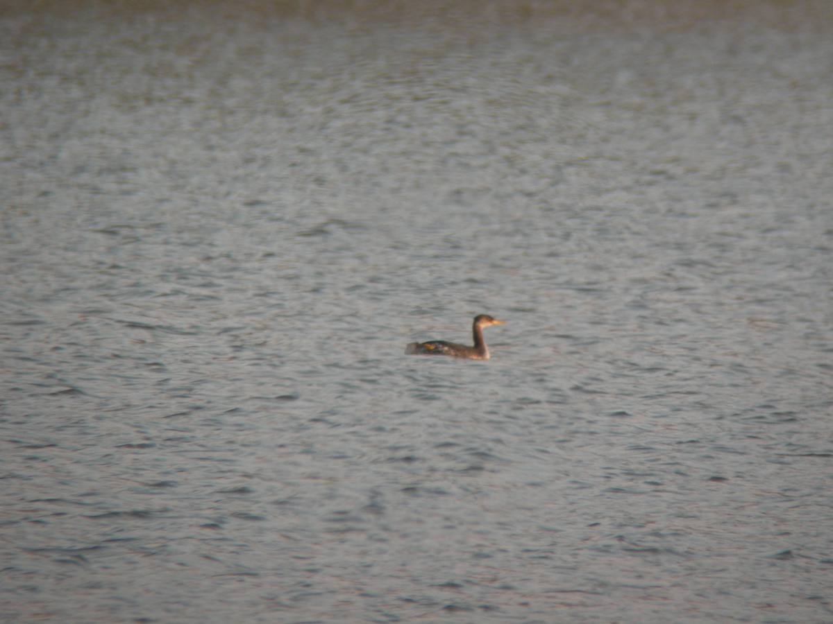 Red-necked Grebe - ML35097331