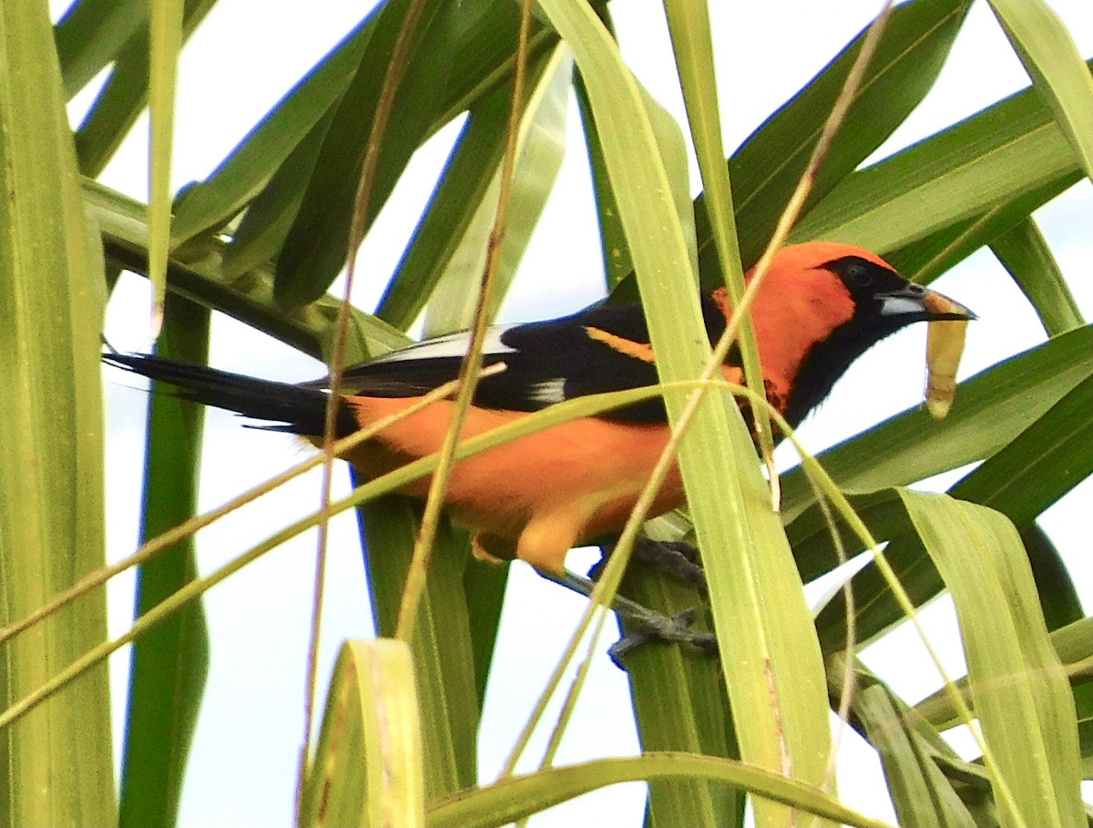 Spot-breasted Oriole - ML350978981