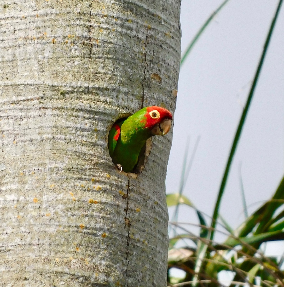 Guayaquil Papağanı - ML350979321