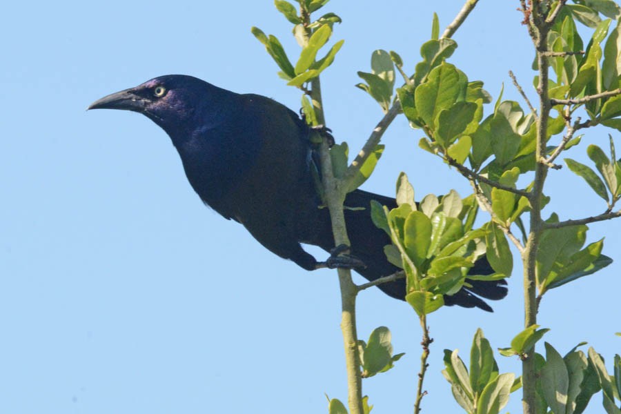 Great-tailed Grackle - Troy Hibbitts