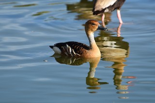 Fulvous Whistling-Duck, ML350984921
