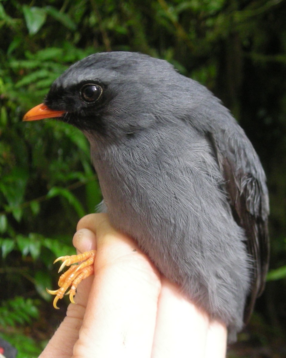 Black-faced Solitaire - ML35098881