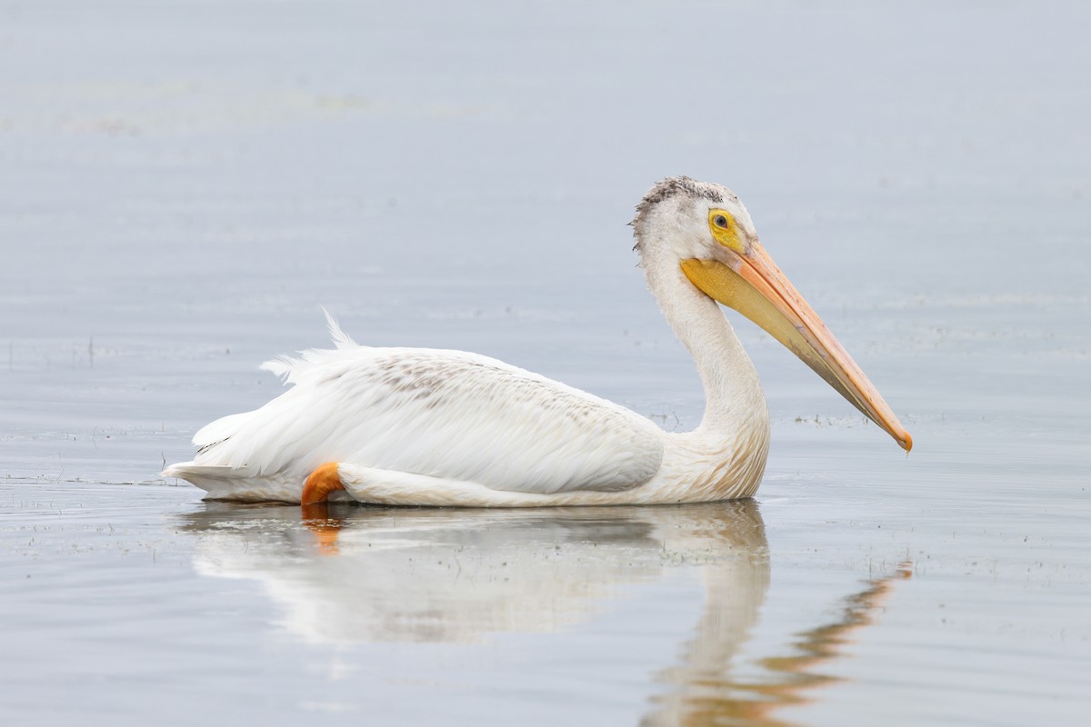 pelikán severoamerický - ML350989441
