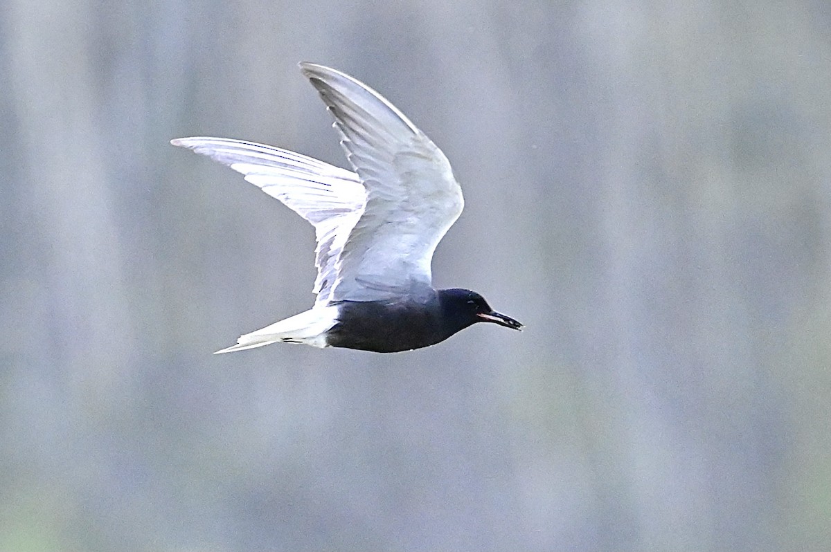 Black Tern - ML350989701
