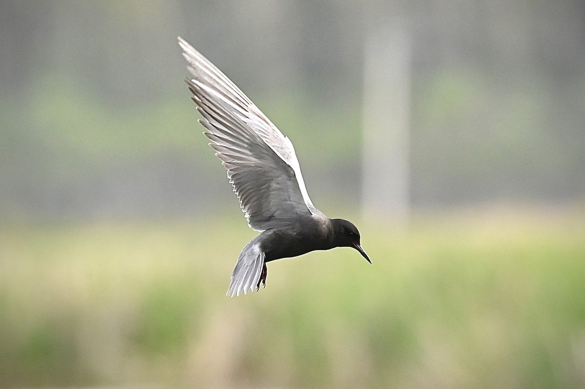 Black Tern - Roger Beardmore
