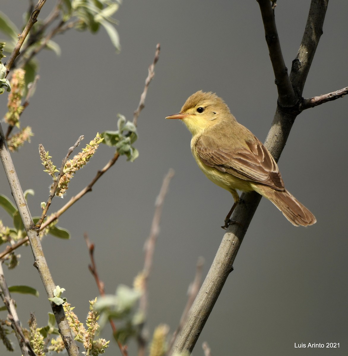 Melodious Warbler - ML350994521
