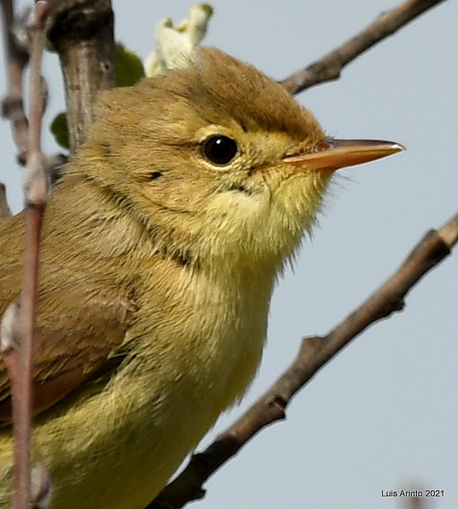 Melodious Warbler - ML350994901