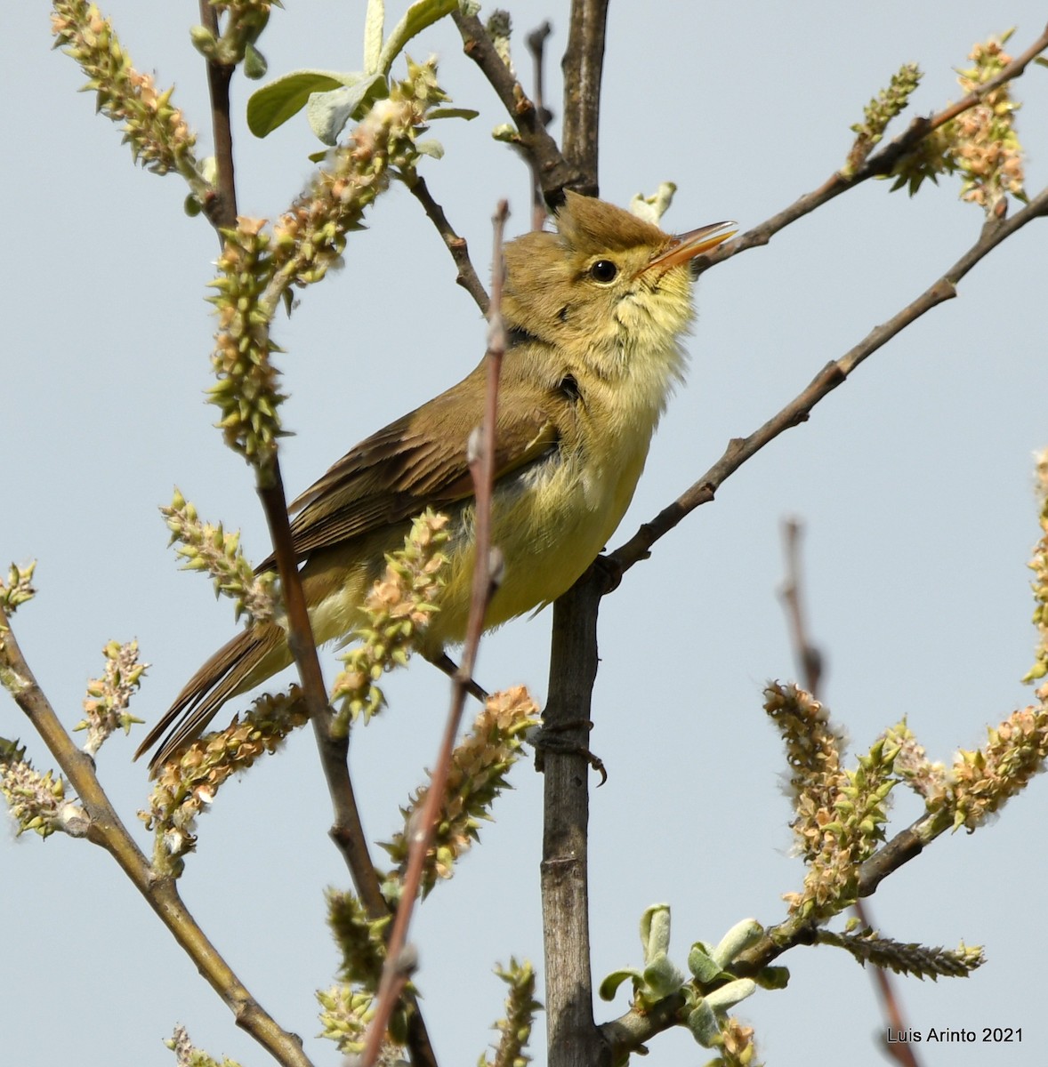 Melodious Warbler - ML350995061