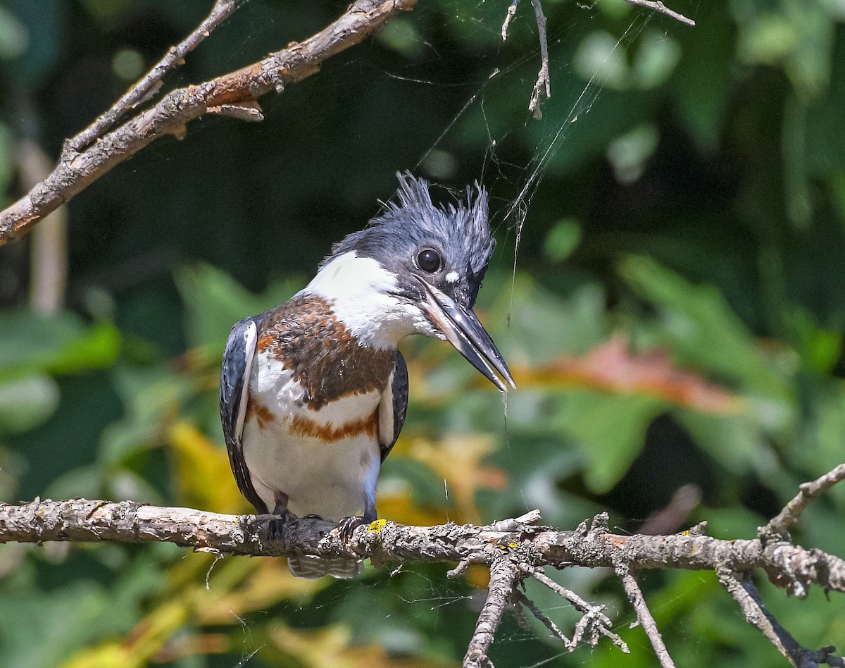 Belted Kingfisher - ML350996141