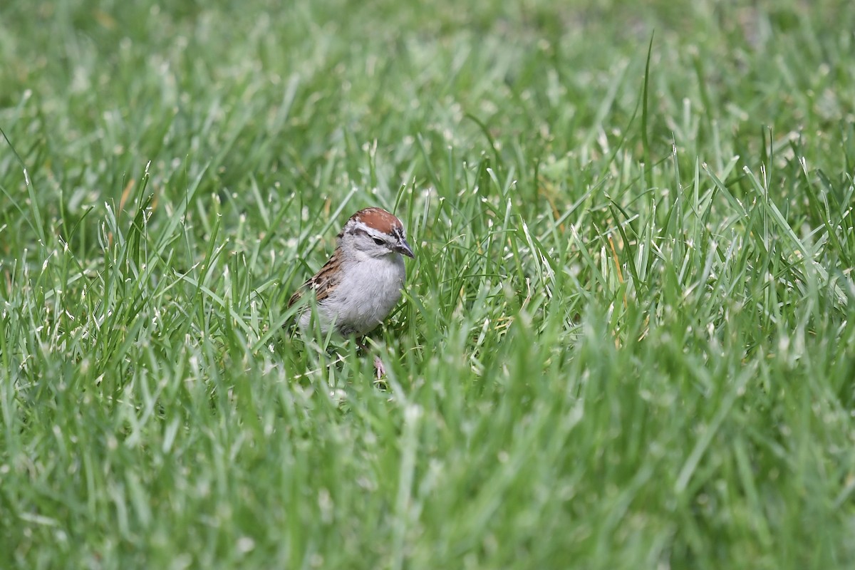 Chipping Sparrow - ML350996901