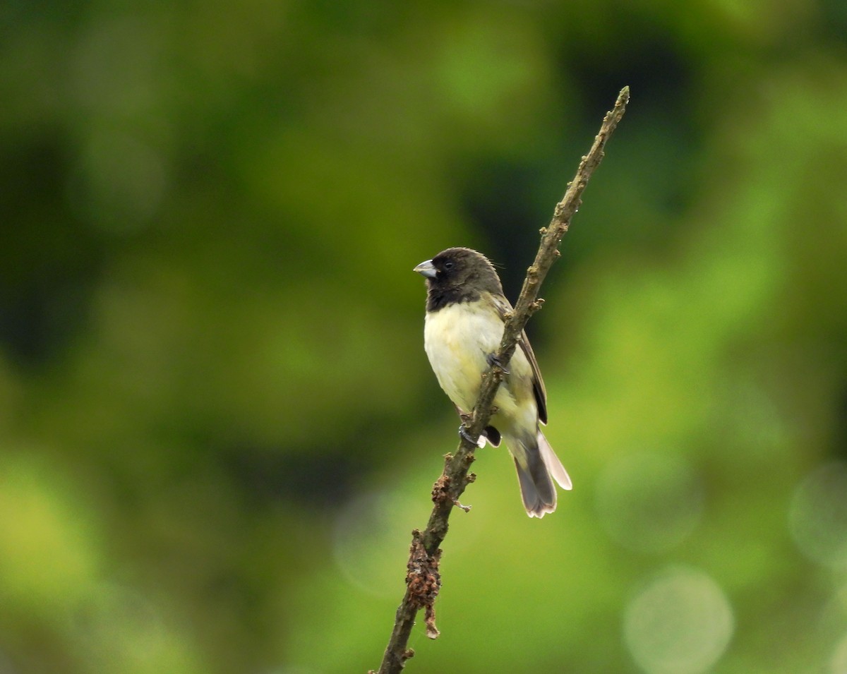 Yellow-bellied Seedeater - ML350999881