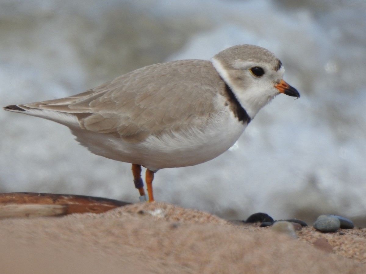 Piping Plover - ML351007651