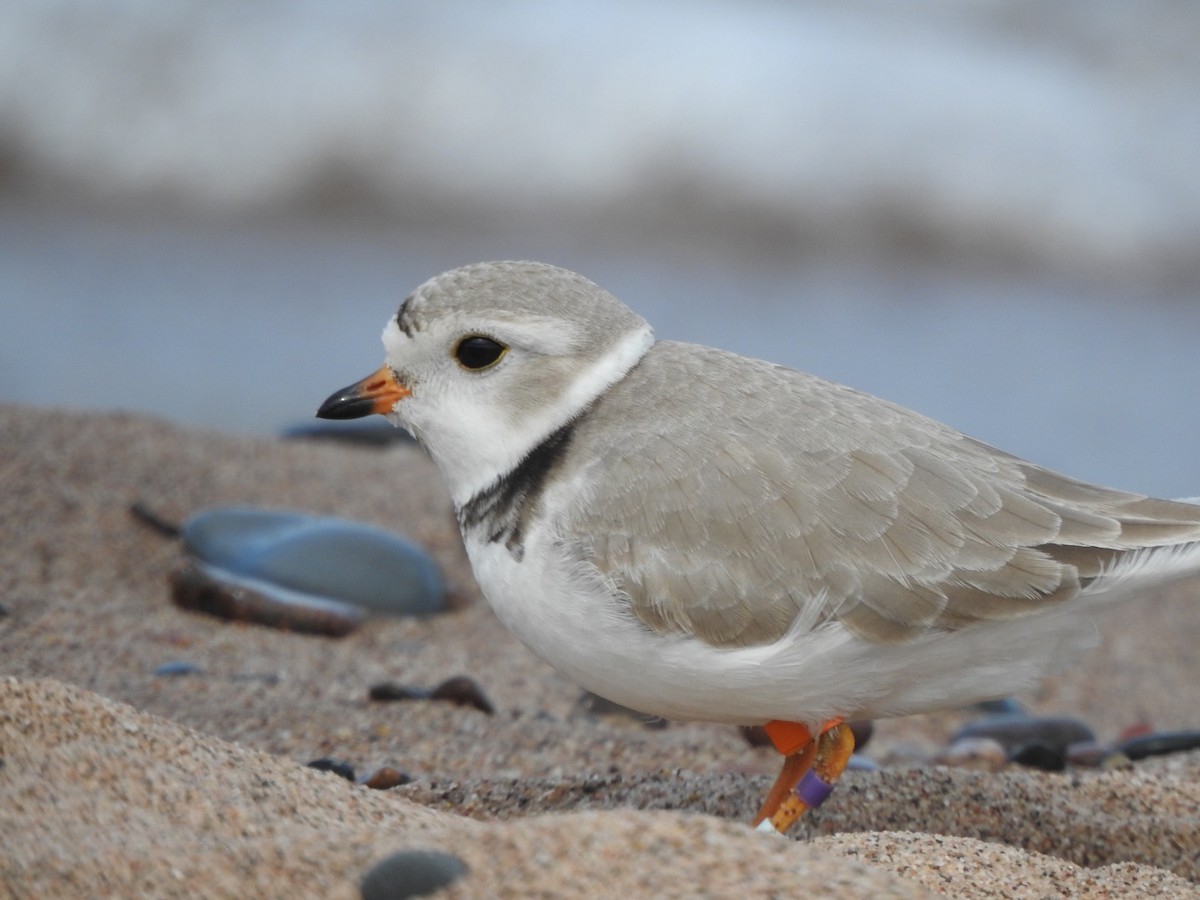 Piping Plover - ML351007671