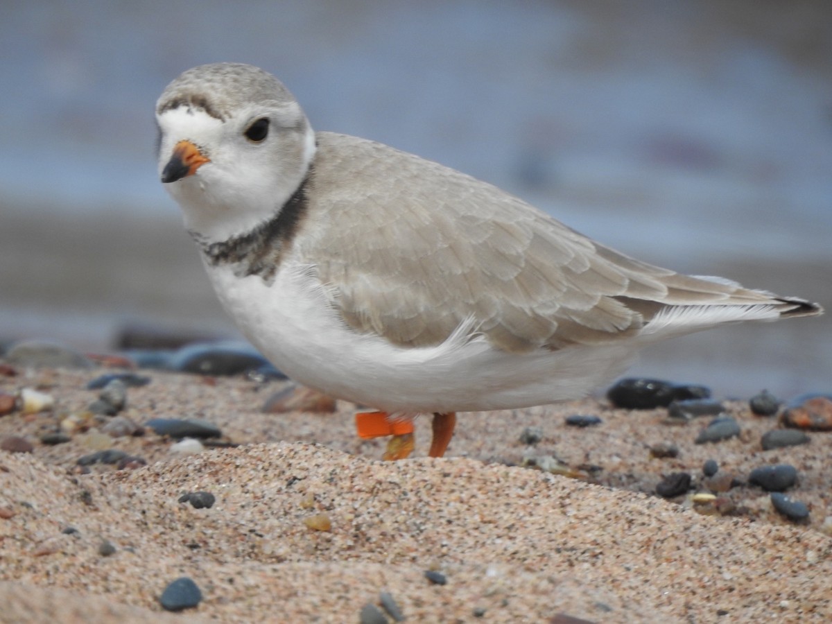 Piping Plover - ML351007701