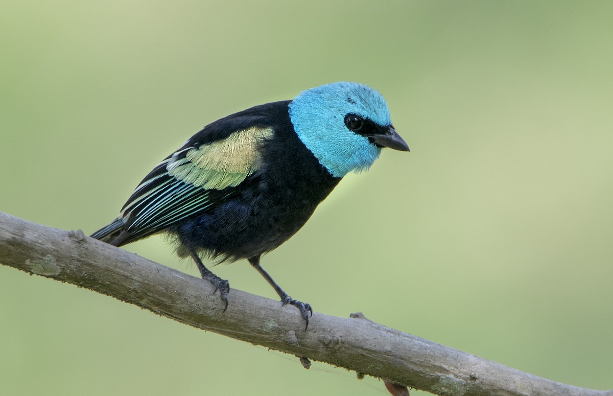 Blue-necked Tanager - David F. Belmonte