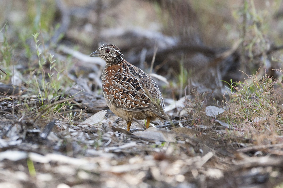 Painted Buttonquail - ML351017491