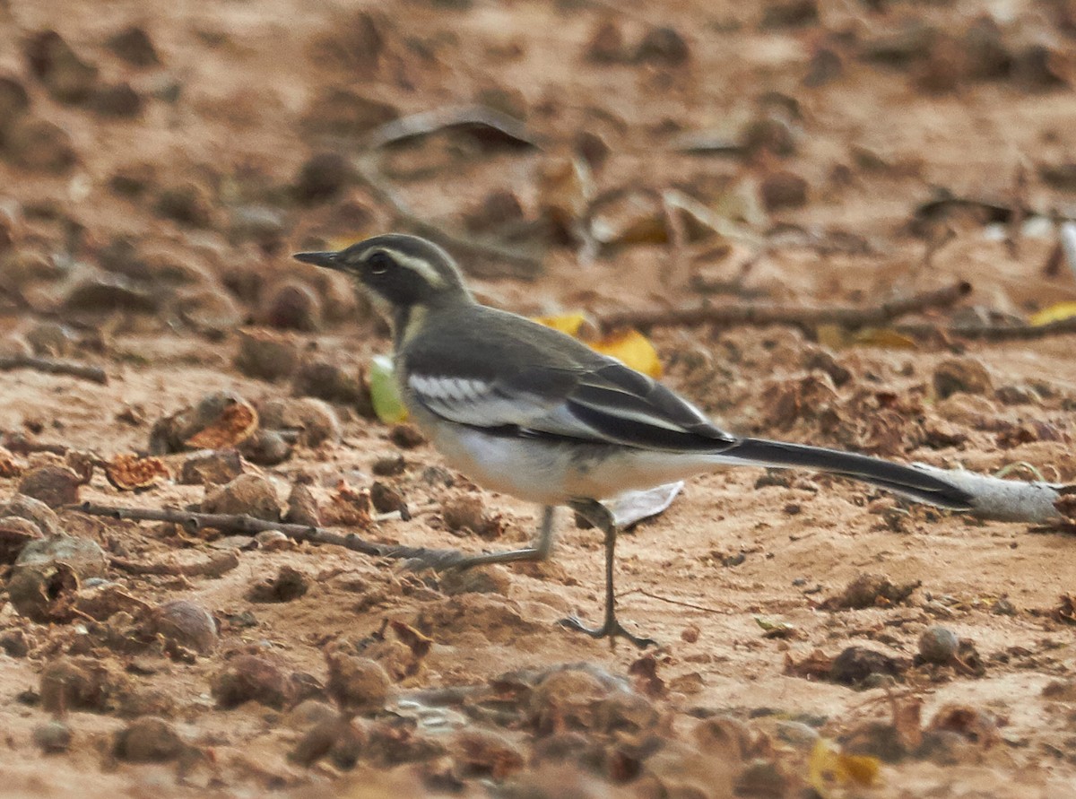 African Pied Wagtail - ML35101991