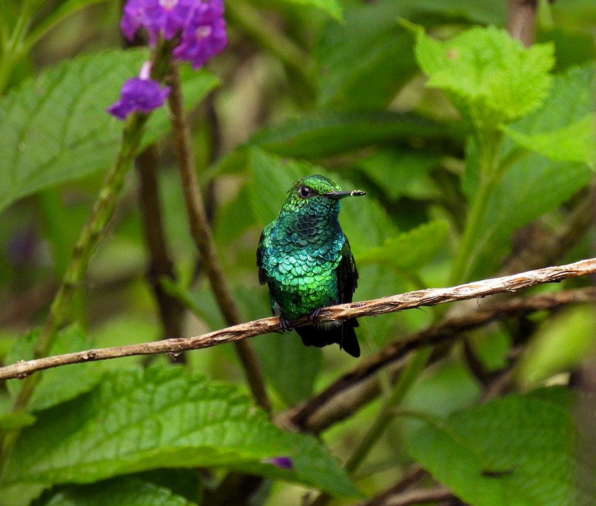 kolibřík zahradní - ML351020351