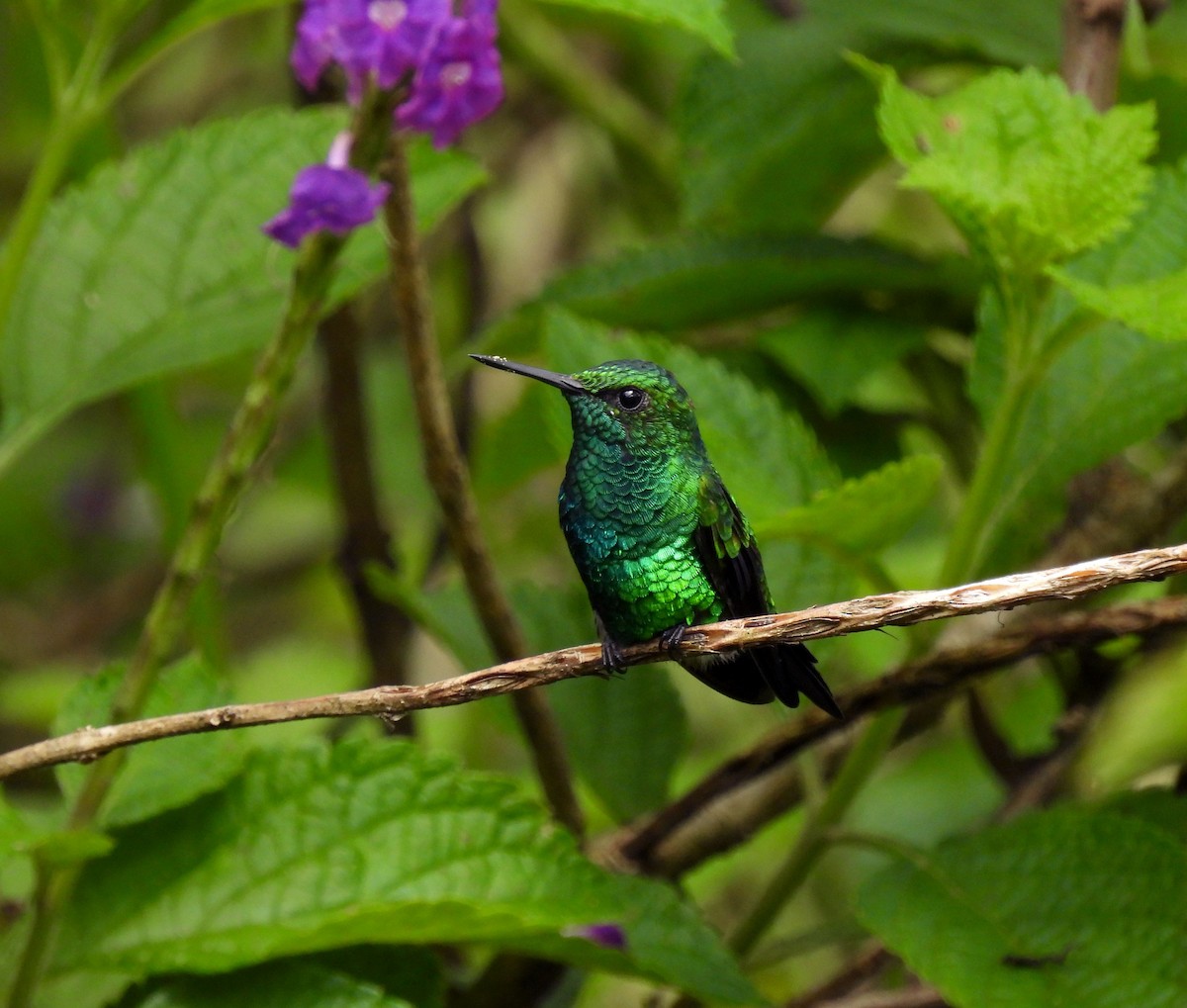 kolibřík zahradní - ML351020361