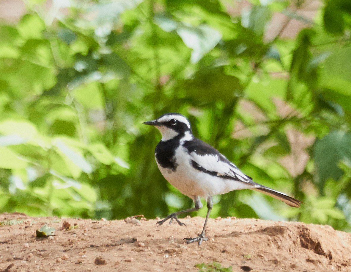 African Pied Wagtail - Brooke Miller