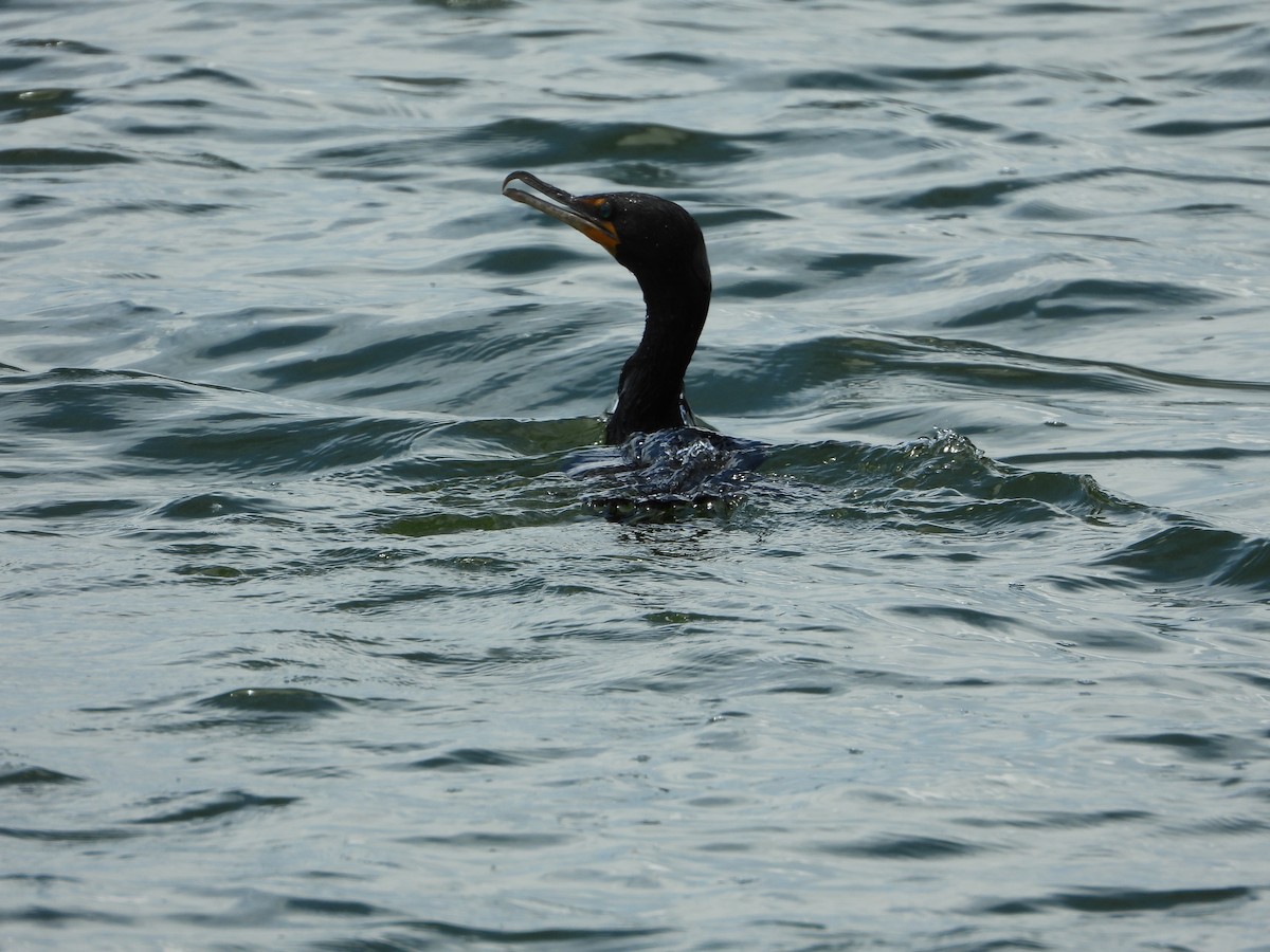 Double-crested Cormorant - Jeff Percell