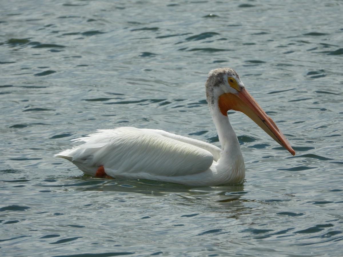 American White Pelican - ML351024411