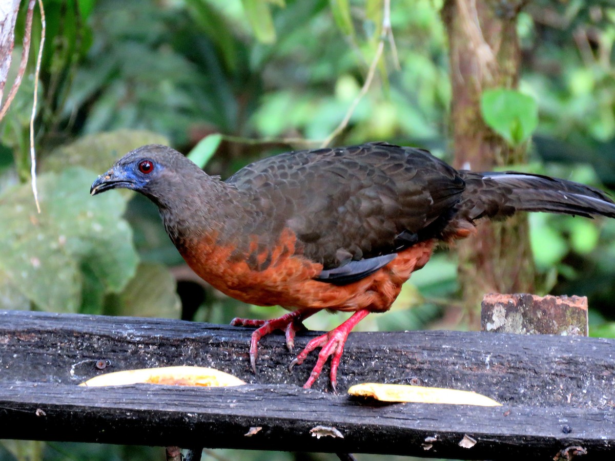 Sickle-winged Guan - ML35102461