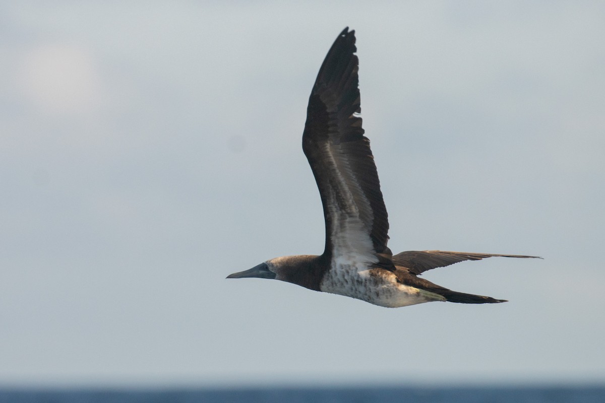 Brown Booby (Colombian) - ML351025461