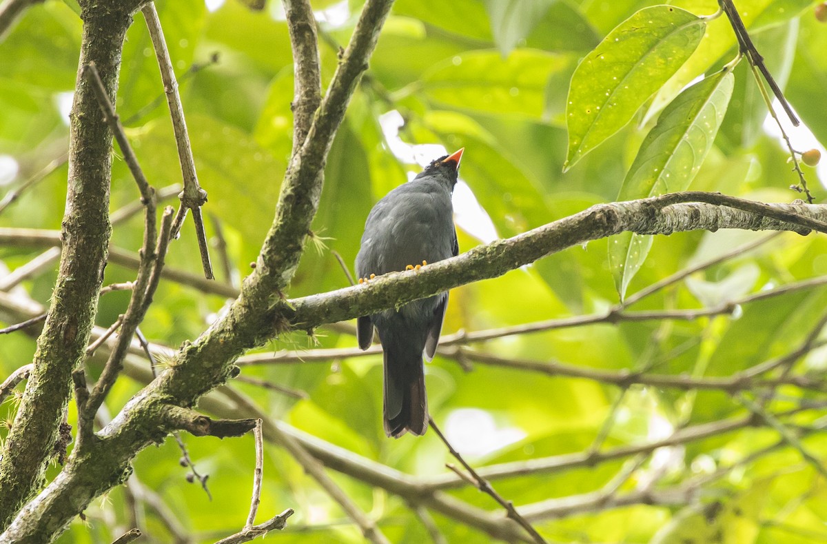 Black-faced Solitaire - ML351026751