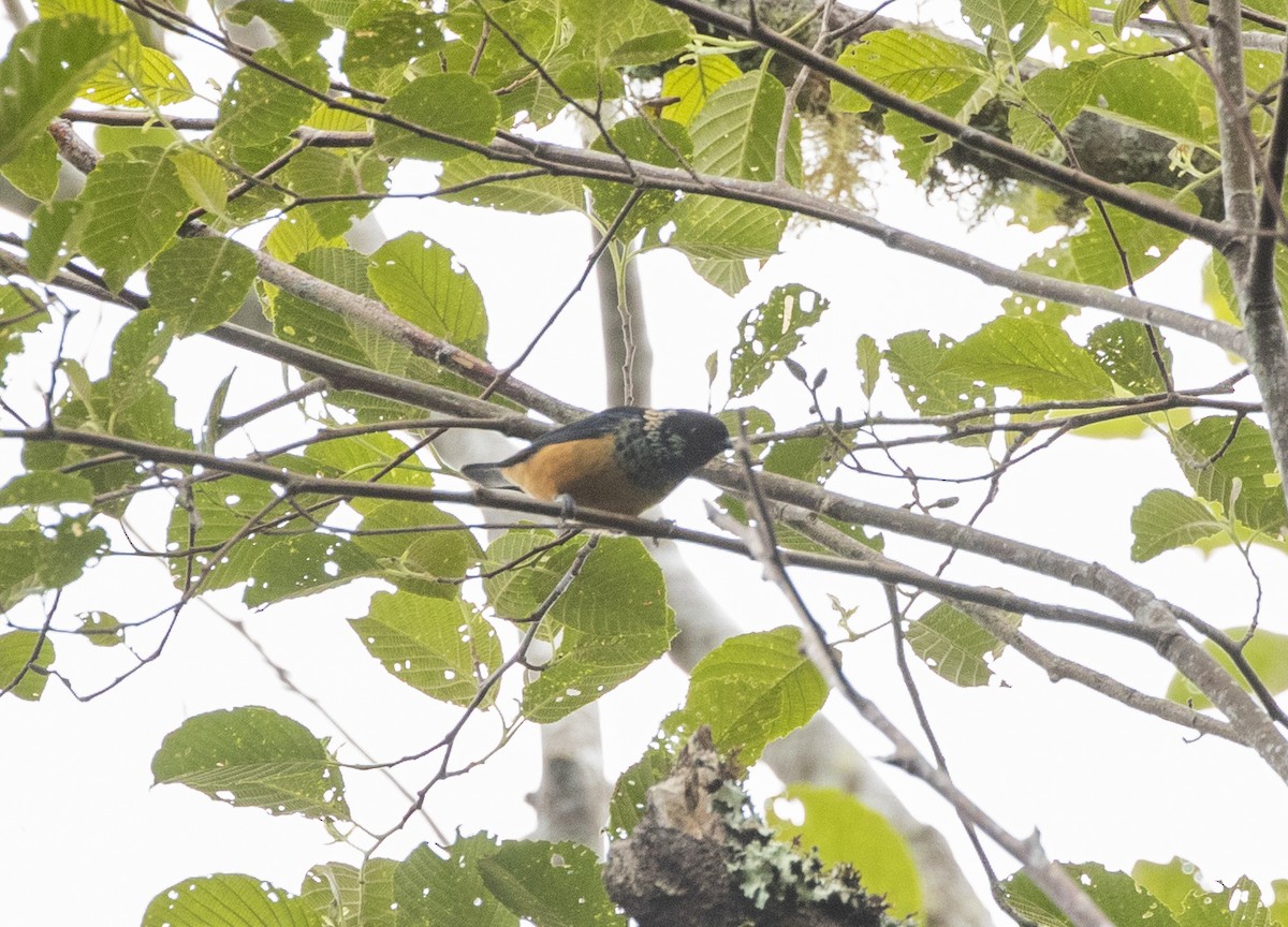 Spangle-cheeked Tanager - ML351027731