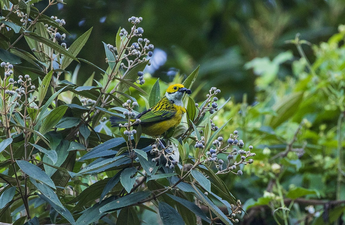 Silver-throated Tanager - Manlio Cuevas L.