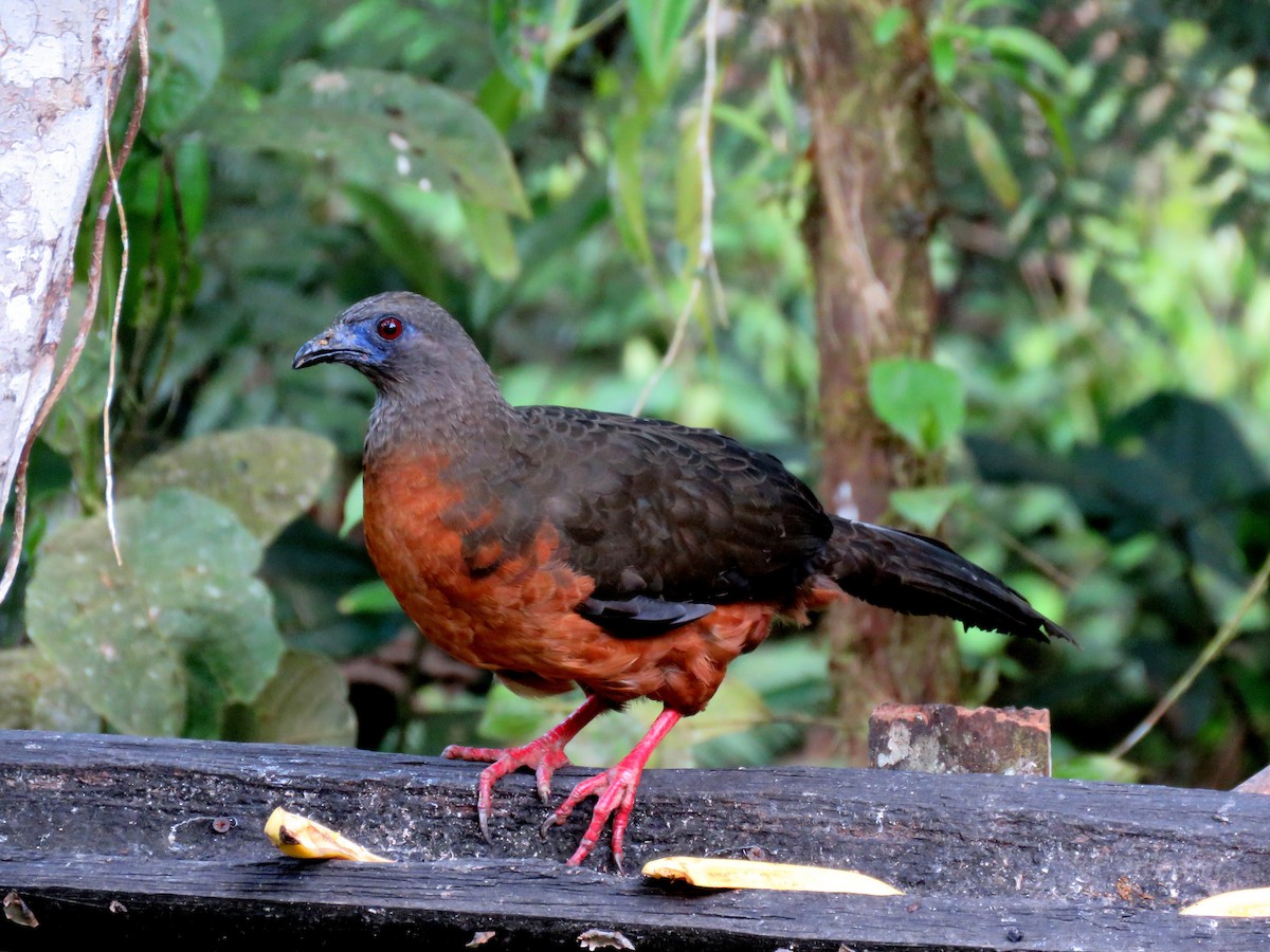Sickle-winged Guan - ML35102951