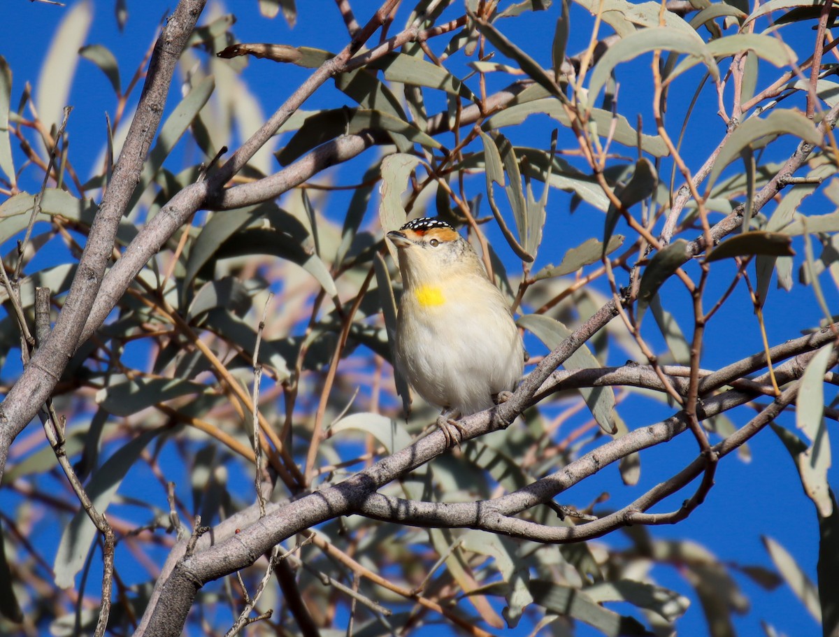 Red-browed Pardalote - Andrew Naumann
