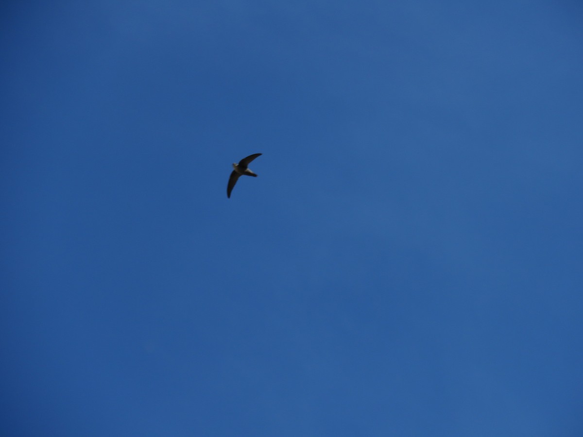 ML35103441 - Chimney Swift - Macaulay Library