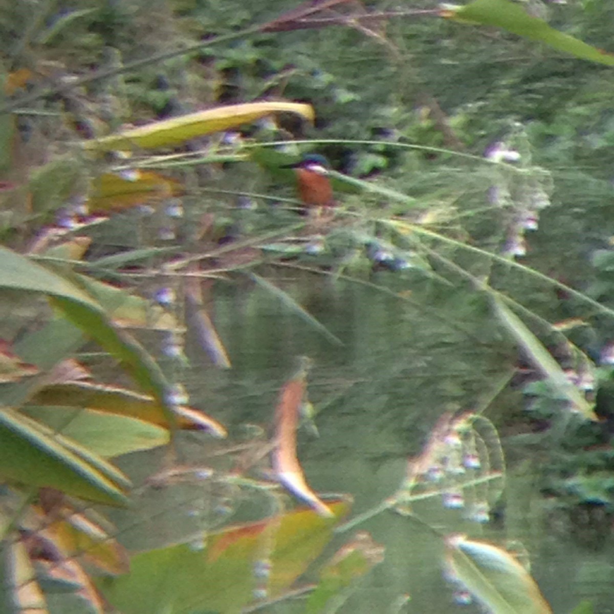 Common Kingfisher - Kongkit Macharoenboon