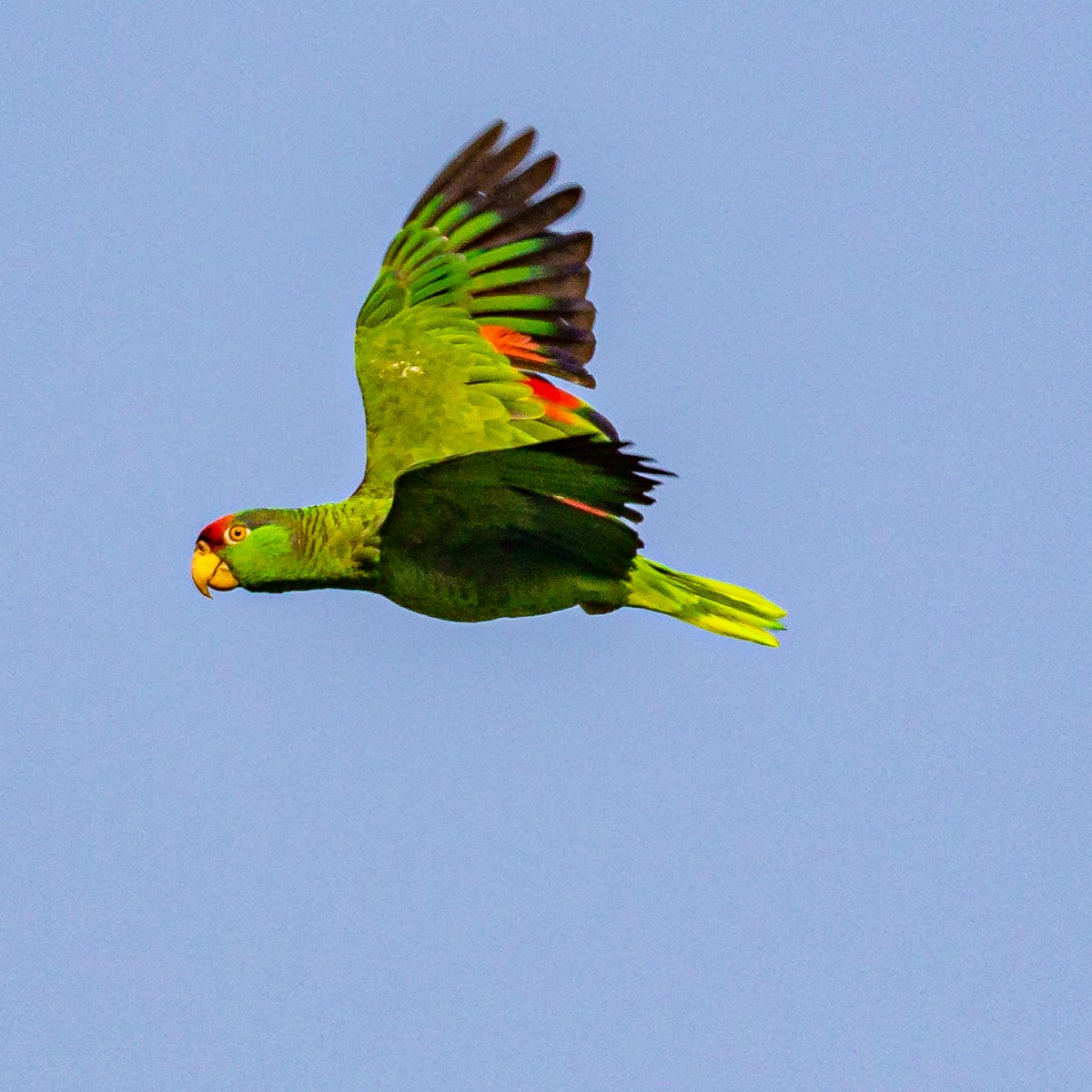 Red-crowned Parrot - ML351045671
