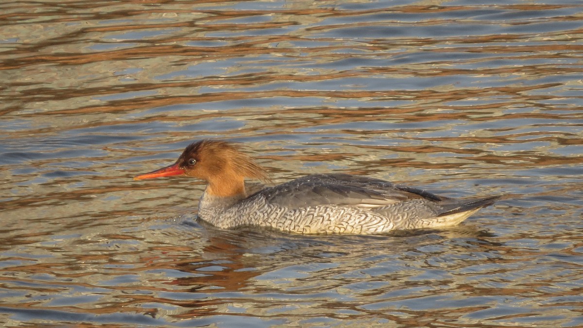 Scaly-sided Merganser - Andy Lee