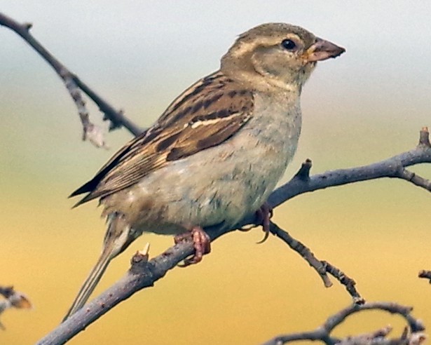 House Sparrow - Bill Winkler