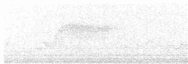 Дятел-смоктун білочеревий - ML351050521