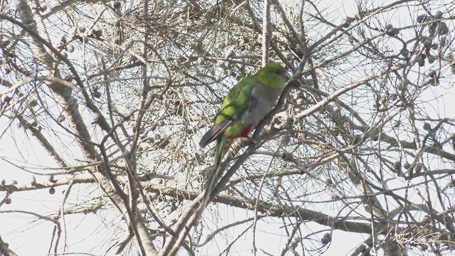 Red-capped Parrot - ML351053771