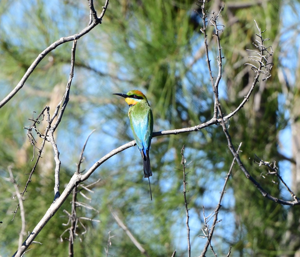 Rainbow Bee-eater - Andy Gee
