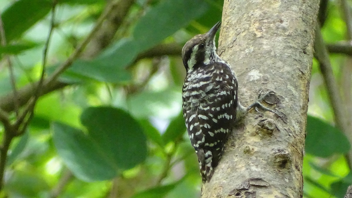 Philippine Pygmy Woodpecker - ML351060311