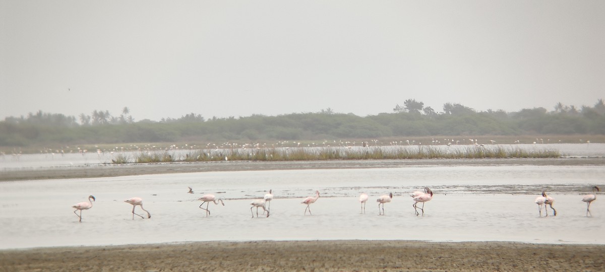 Lesser Flamingo - ML351075981