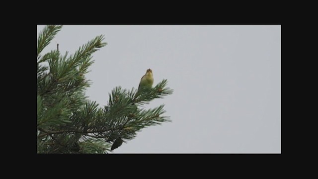 Melodious Warbler - ML351076271