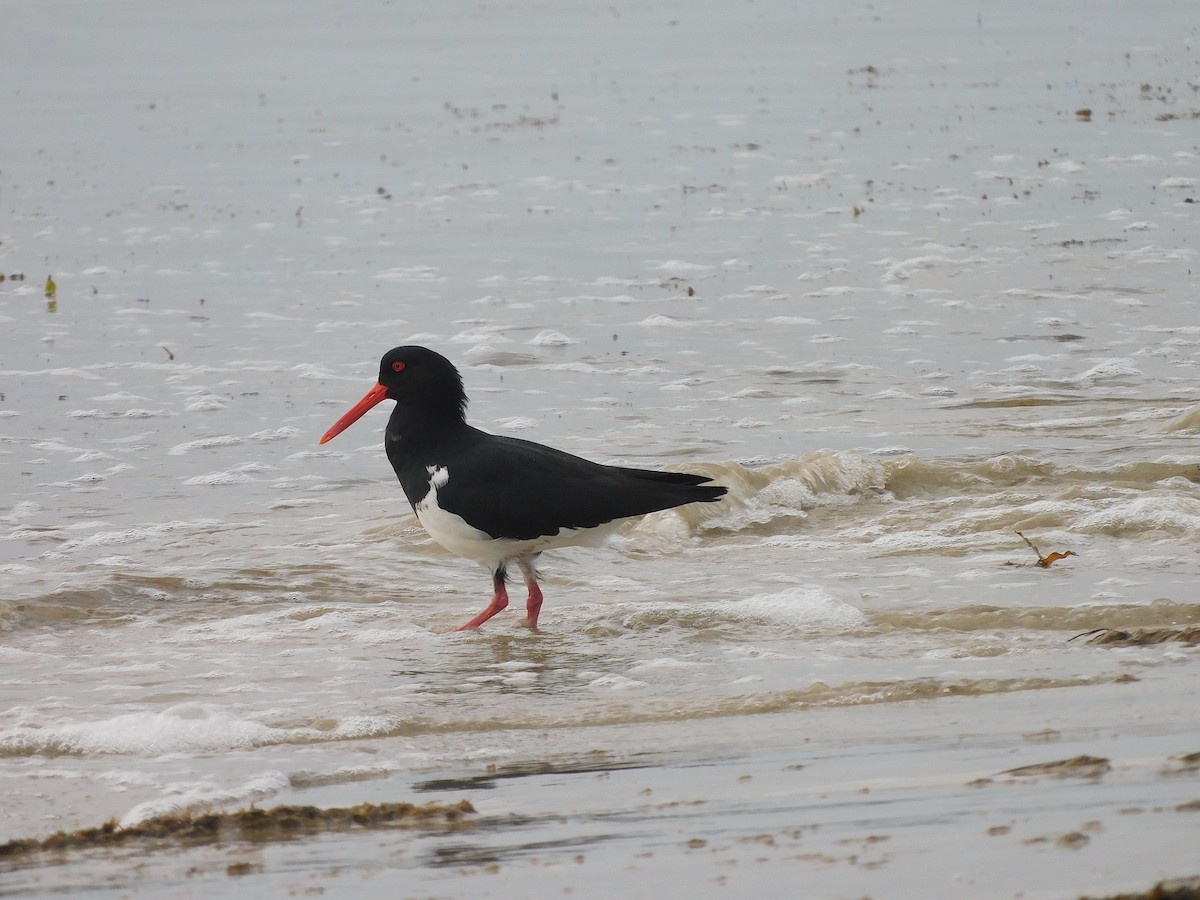 Pied Oystercatcher - George Vaughan