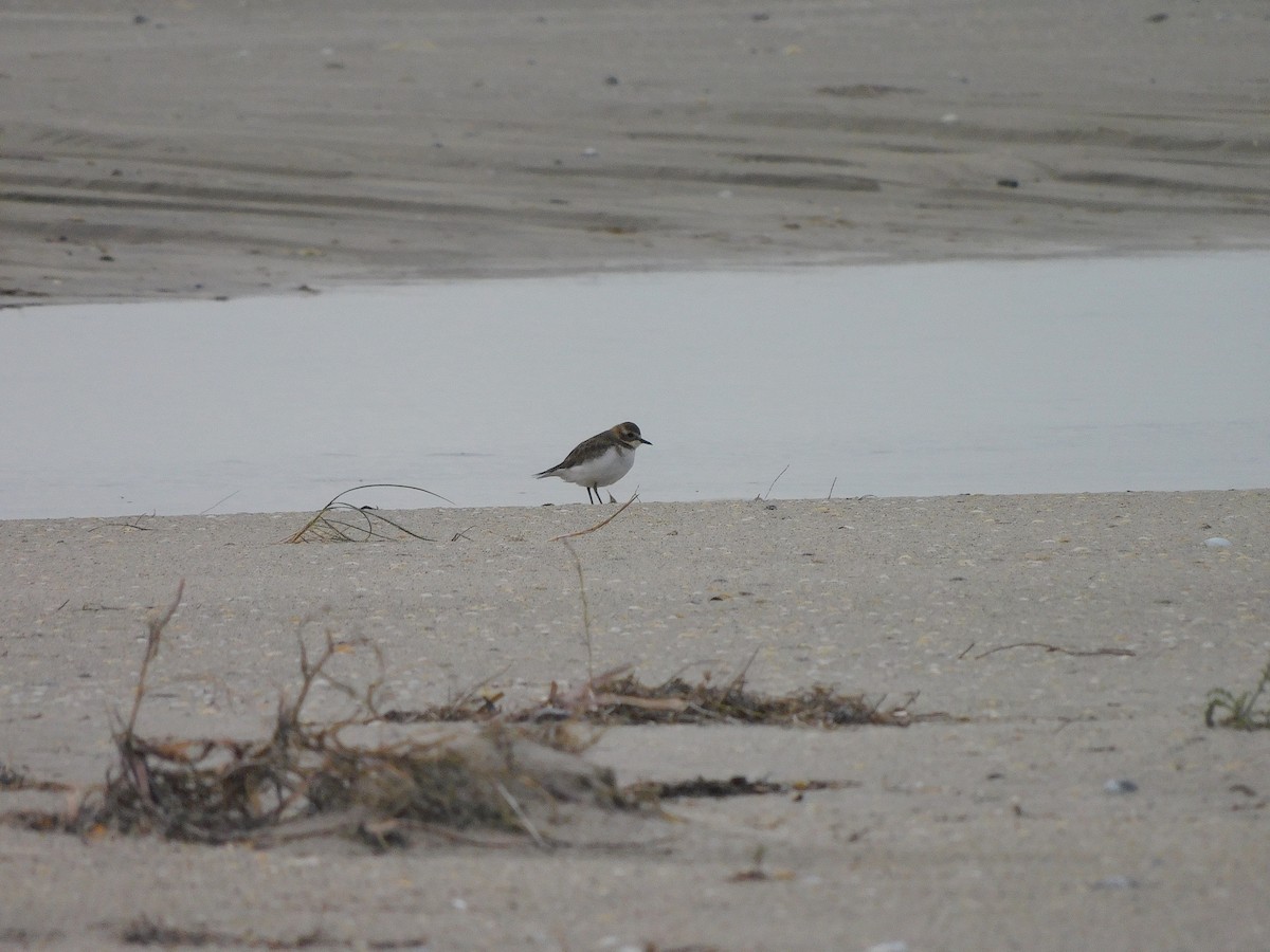 Double-banded Plover - ML351077791